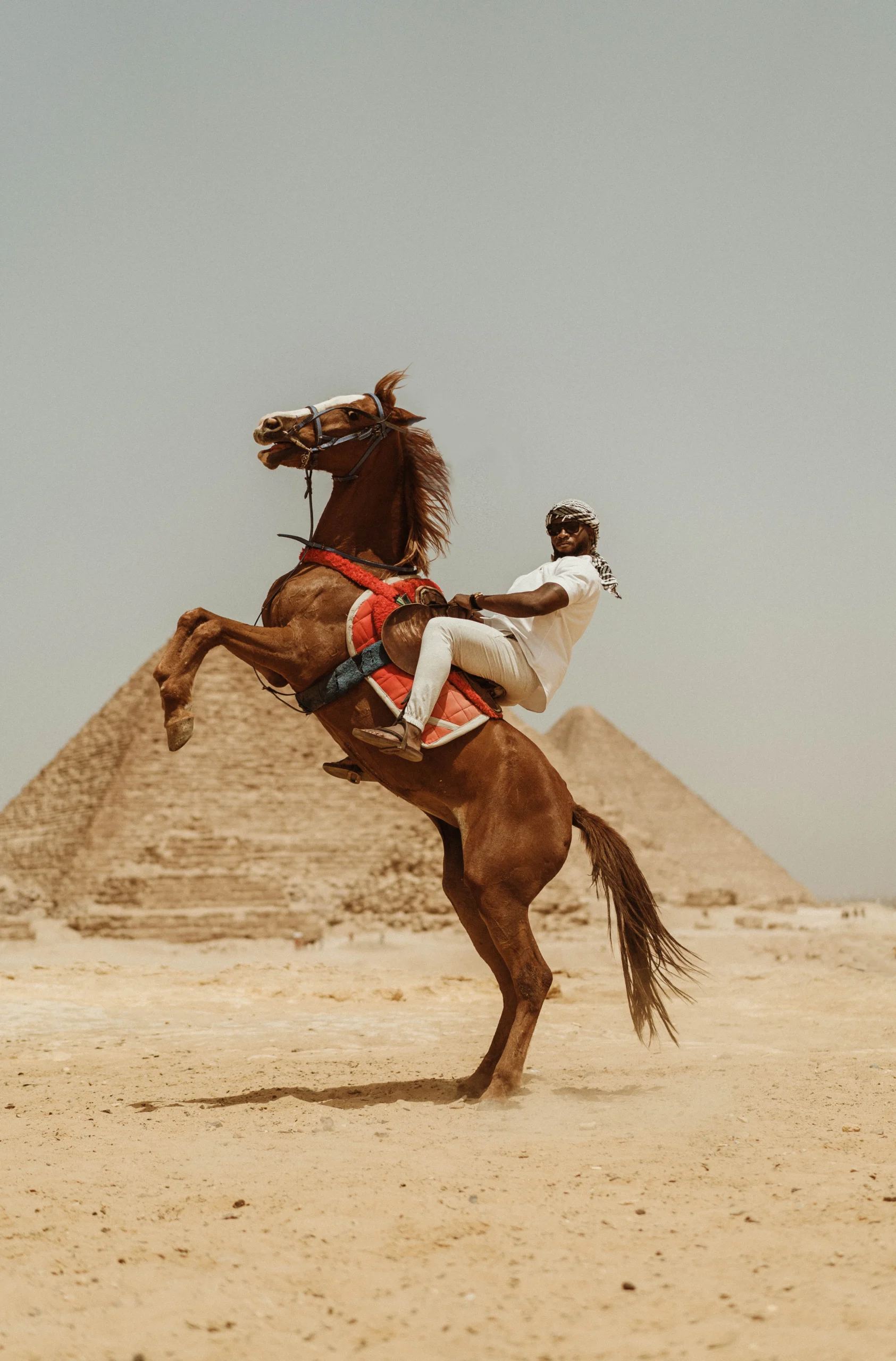 Man riding a rearing horse in front of the Pyramids of Giza, Egypt