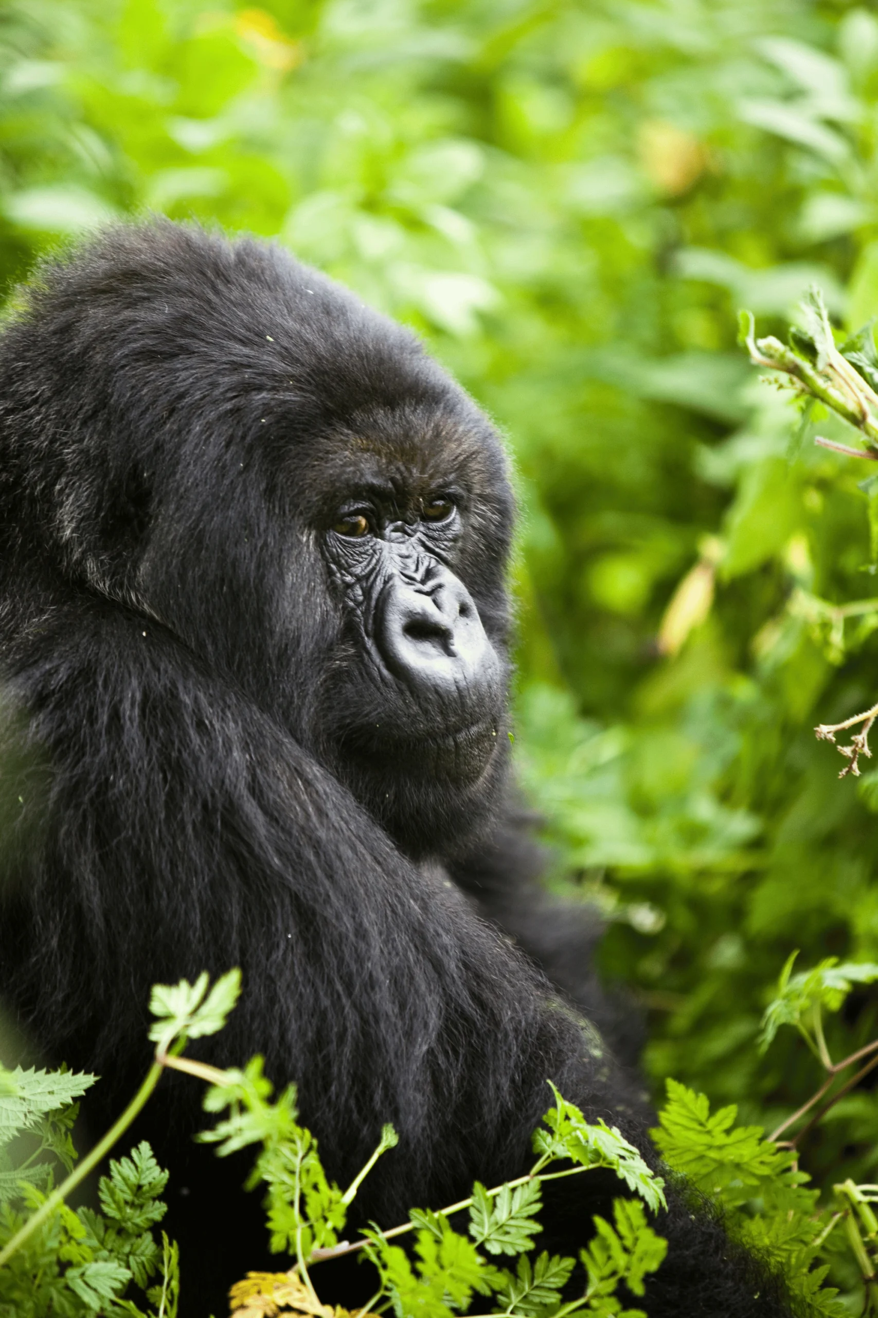 Kigali Rwanda Safari Adventure